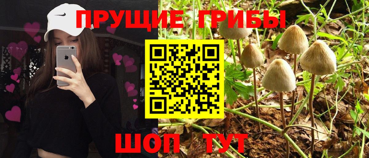 Галлюциногенные грибы Psilocybine cubensis Бугуруслан